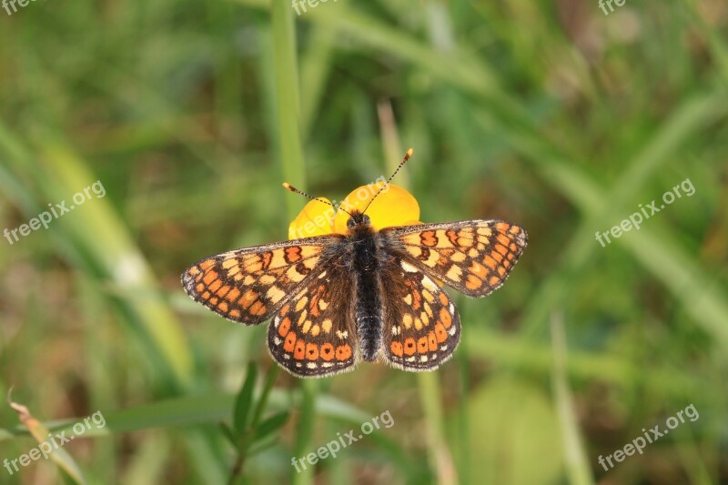 Marsh Fritillary Butterfly Euphydryas Aurinia Collure Westmeath Ireland