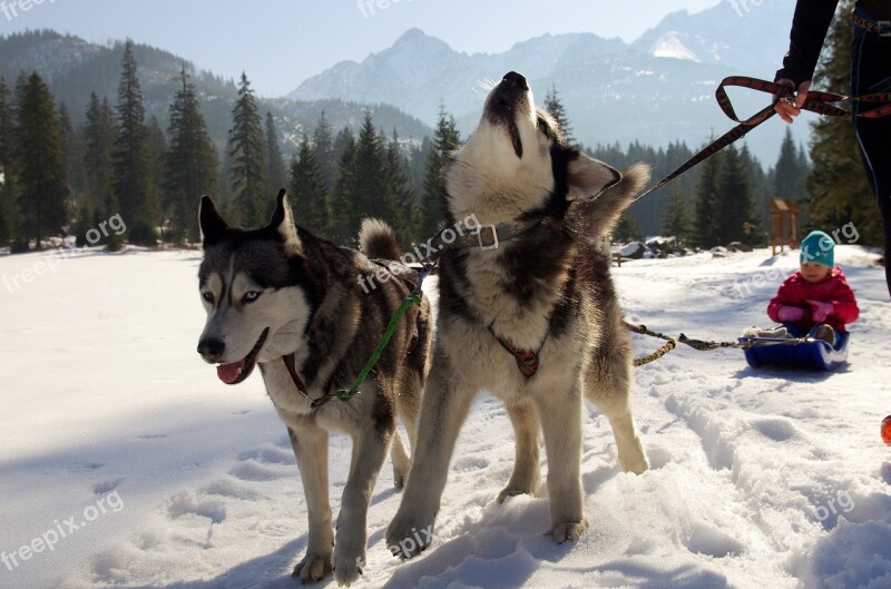 Husky Sled Dogs Adamczak Free Photos