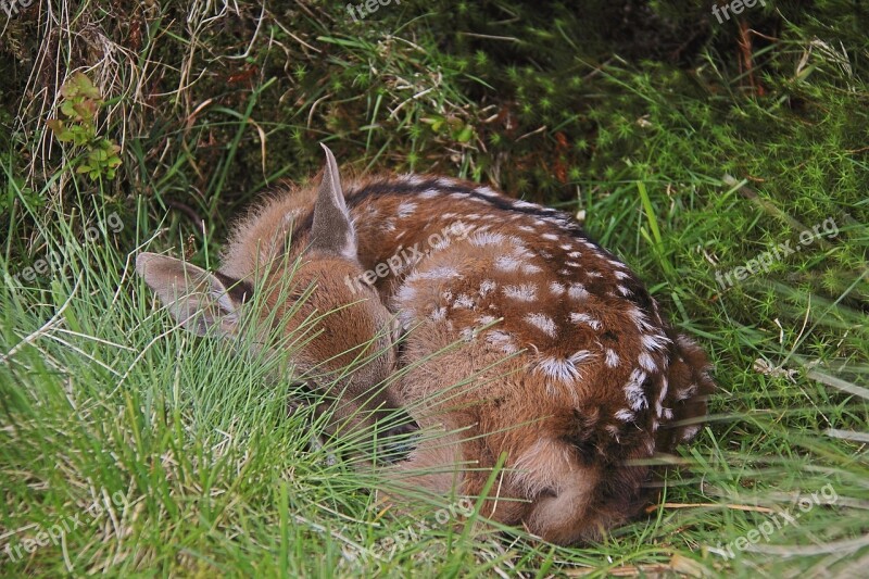 Sika Deer Cervus Nippon Calf Wicklow Ireland