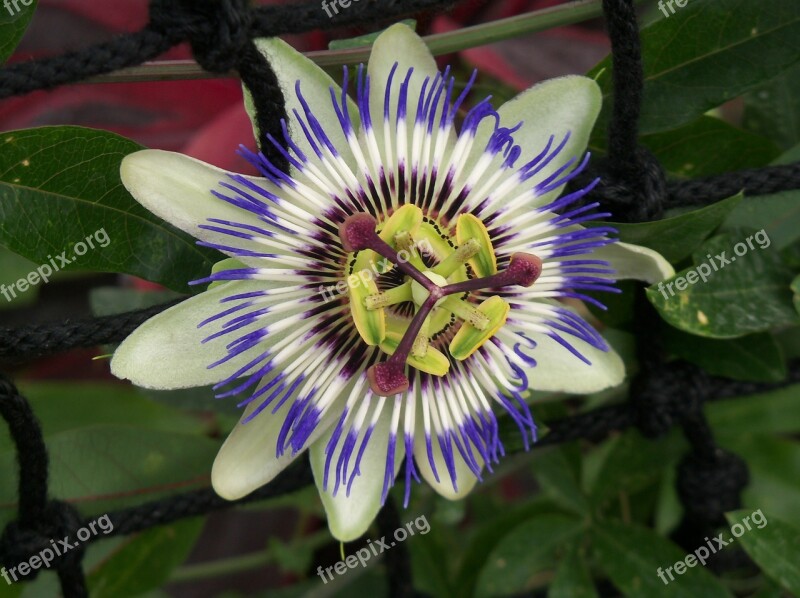 Passion Flower Passiflora Cearulae Blossom Bloom Pistil