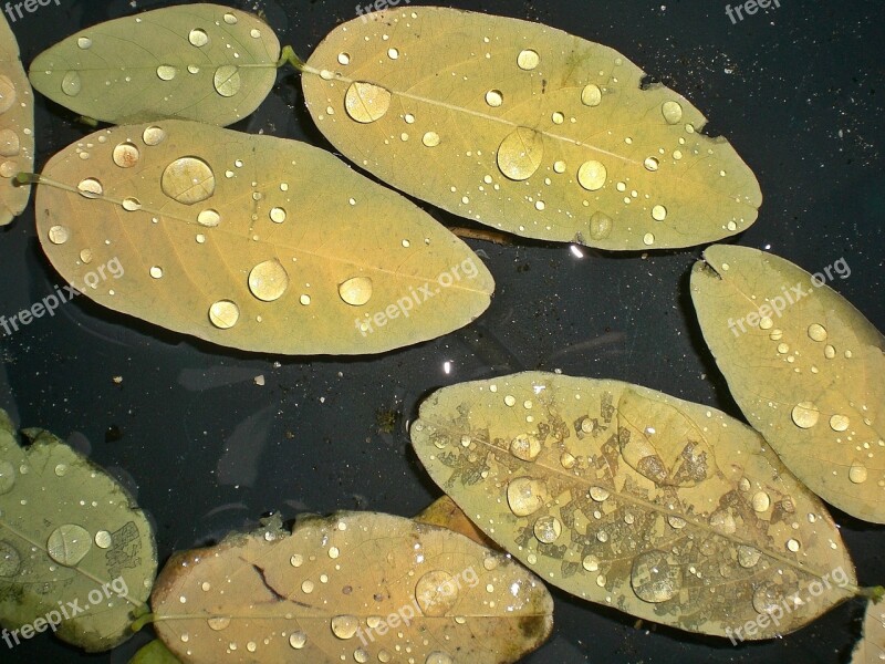 Leaves Rain Drip Wet Nature