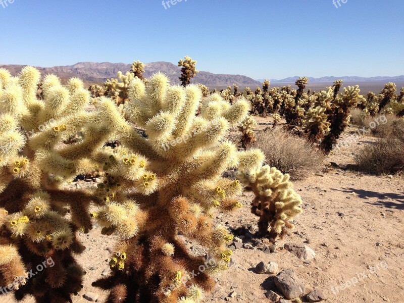 Cactus Desert Landscape Nature Plant