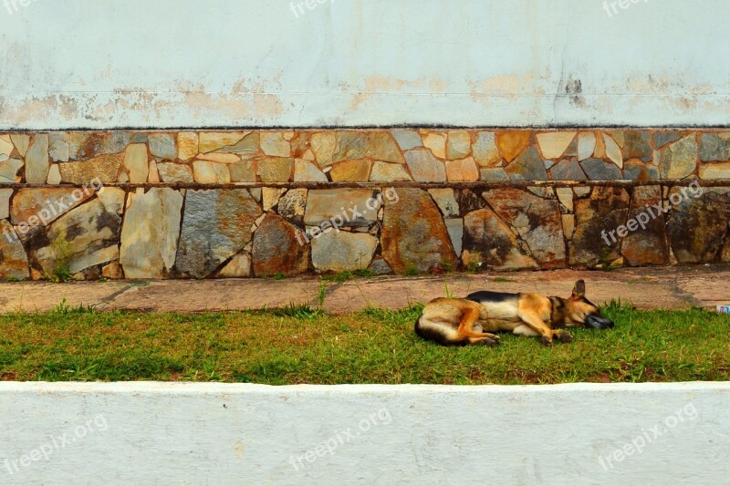 Andrelândia Minas Quiet Tranquility Dogs