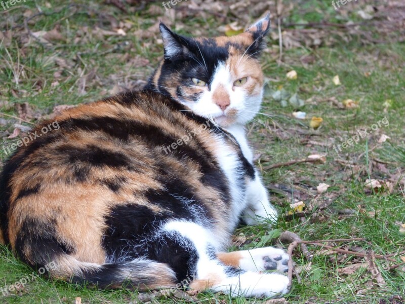 Cat Pregnant Lucky Cat Three Coloured Colorful