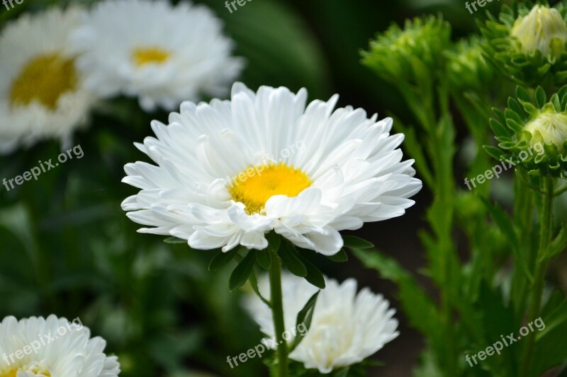 Flowers Summer Nature Plant Day