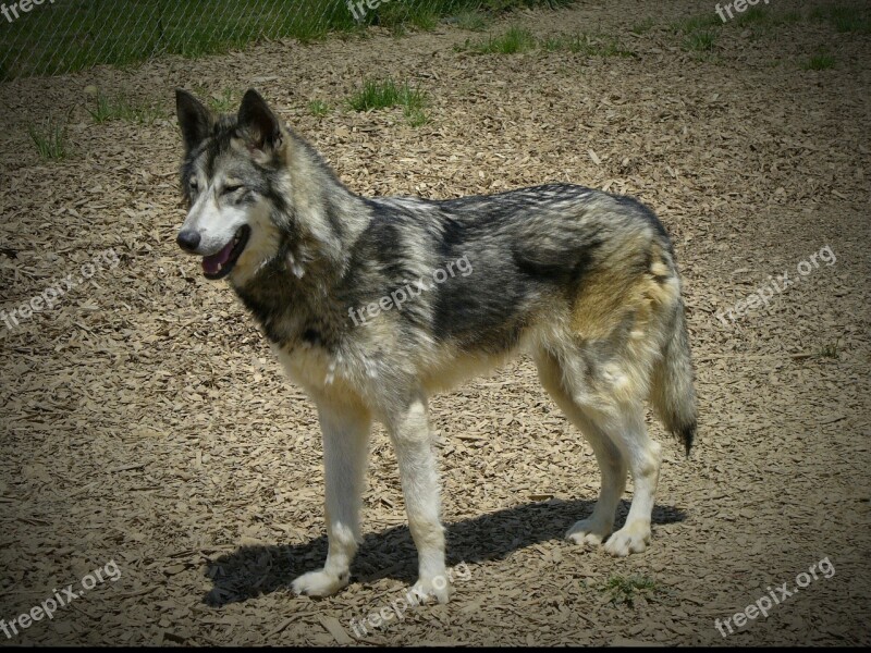 Wolf Hybrid Wildlife Animal Wolf Timber