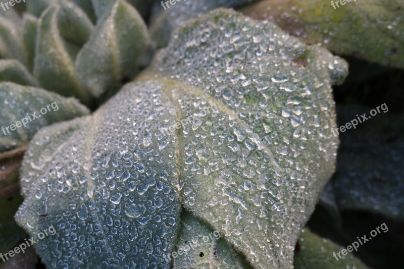 Wild Flower Drop Of Water Raindrop Plant Nature