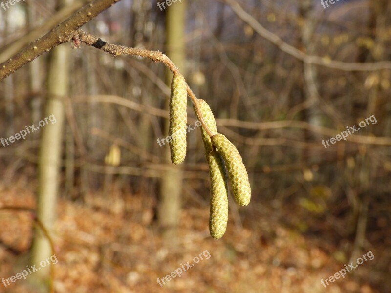 Plant The Sapling Nature Sprig Tree