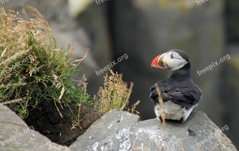 Puffin Iceland Icelandic Nature Outdoor