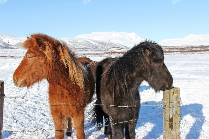 Beautiful Unique Cute Odd Icelandic