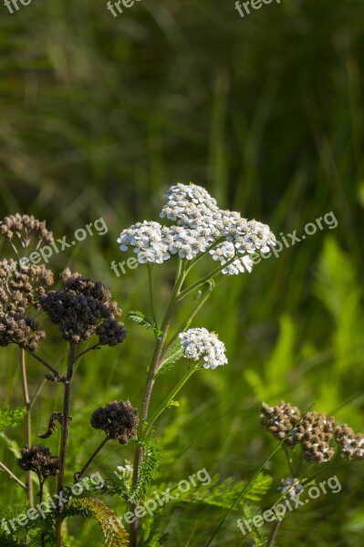 Achillea Millefolium Wildflower Plant California Native Yarrow