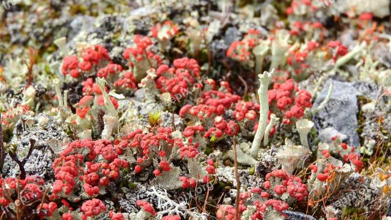 Lichen Land Ground Tundra Sweden