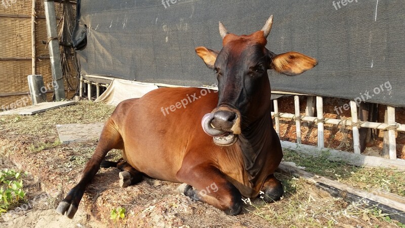 Cow India Goa Agonda Beach Free Photos