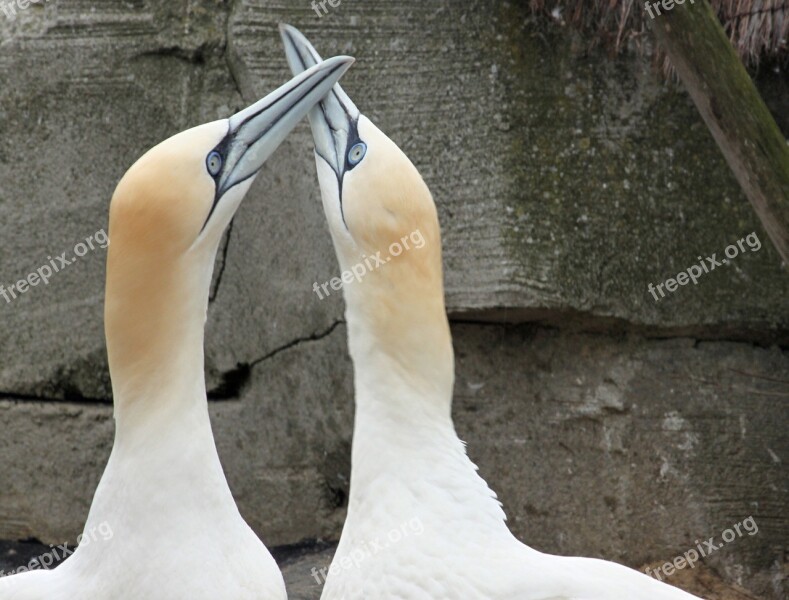 Northern Gannet Beaks Bill Close Up Free Photos