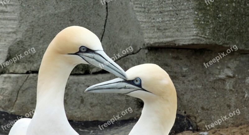 Northern Gannet Beaks Bill Close Up Free Photos