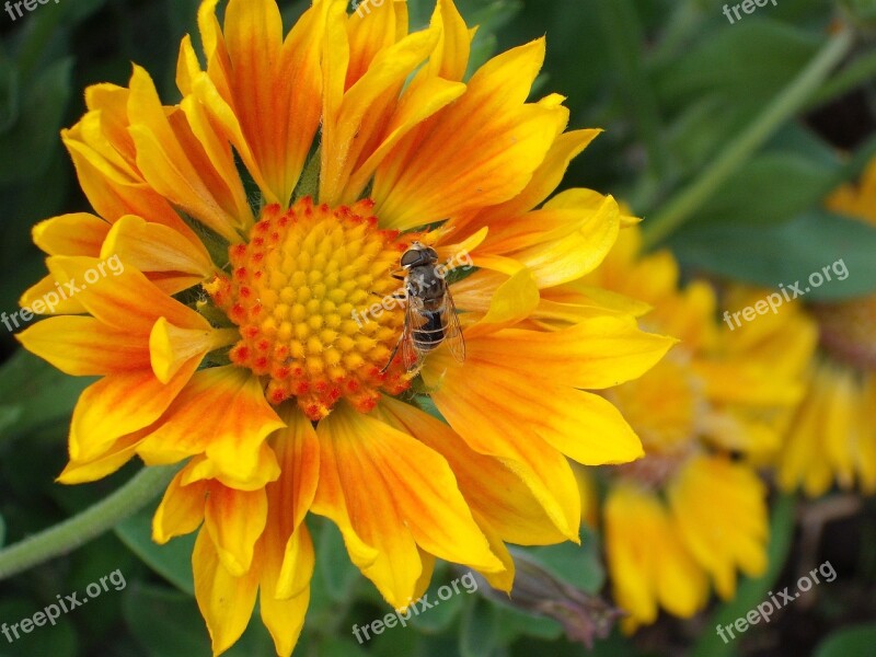 Flower Orange Yellow Petal Bright