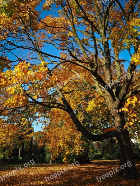 Autumn Tree Golden Autumn Tree In The Fall Mood