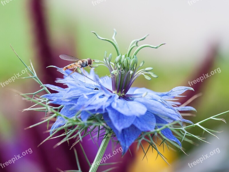 Cornflower Hoverfly Macro Flower Insect