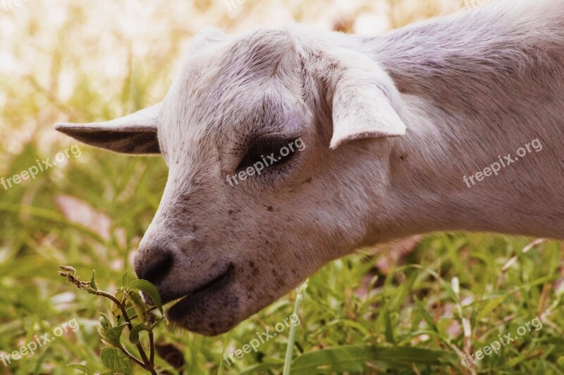 Goat Goat Eating Grass African Goat Animal White