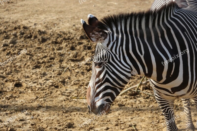 Zebra African Animals Equine Stripes Earth