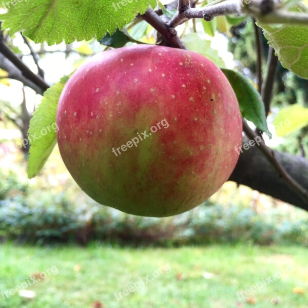 Apple Tree Delicious Garden Apple Tree