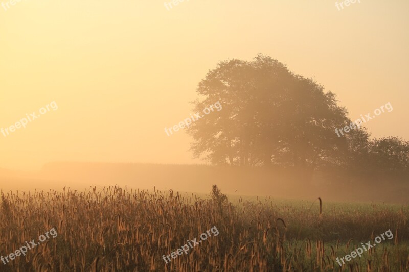 Morning Hour Sunrise Tree Field