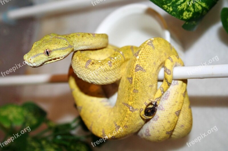 Australian Green Tree Python Python Snake Australia Captive Bred