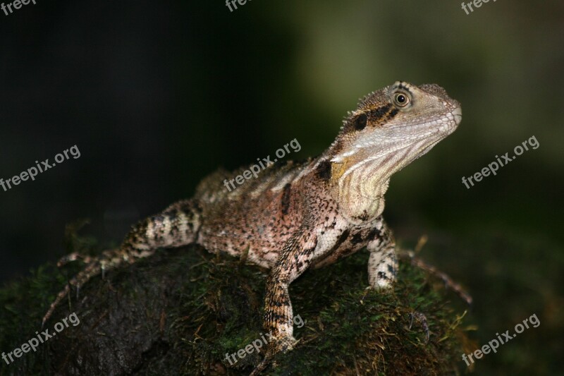 Australian Water Dragon Queensland Free Photos