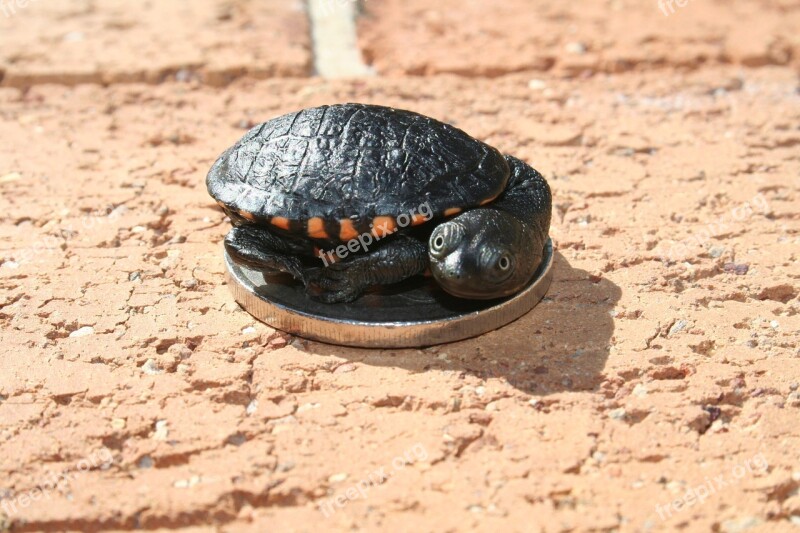 Australian Long-neck Turtle Sydney Free Photos