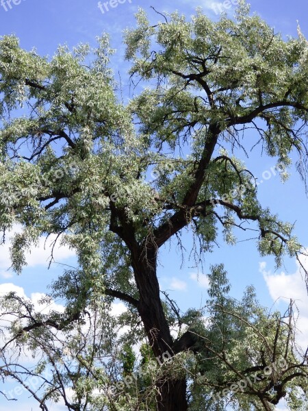 Tree Old Hanging Foliage Savanna