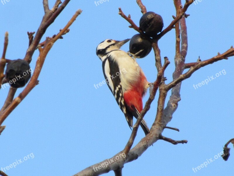 Woodpecker Autumn Walnut Red Black