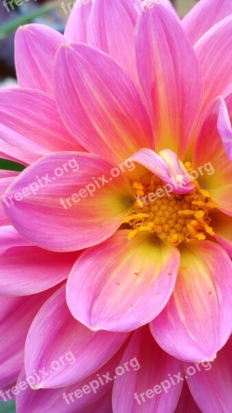 Dahlia Pink Flo Flower Blossom