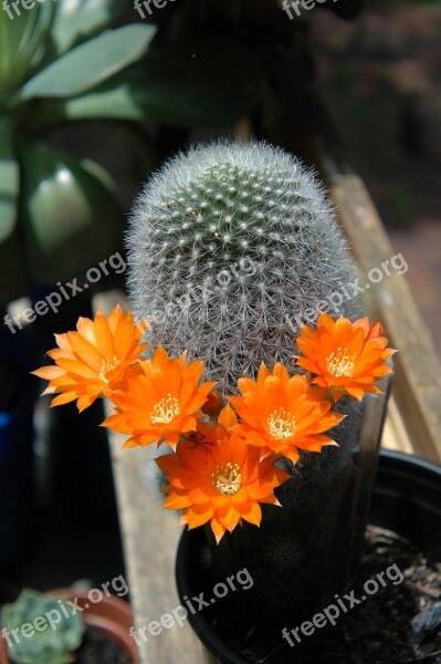 Cactus Flowers Cactus Garden Succulent Plant Gardening