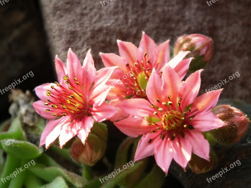 Blossom Bloom Houseleek Plant Pink