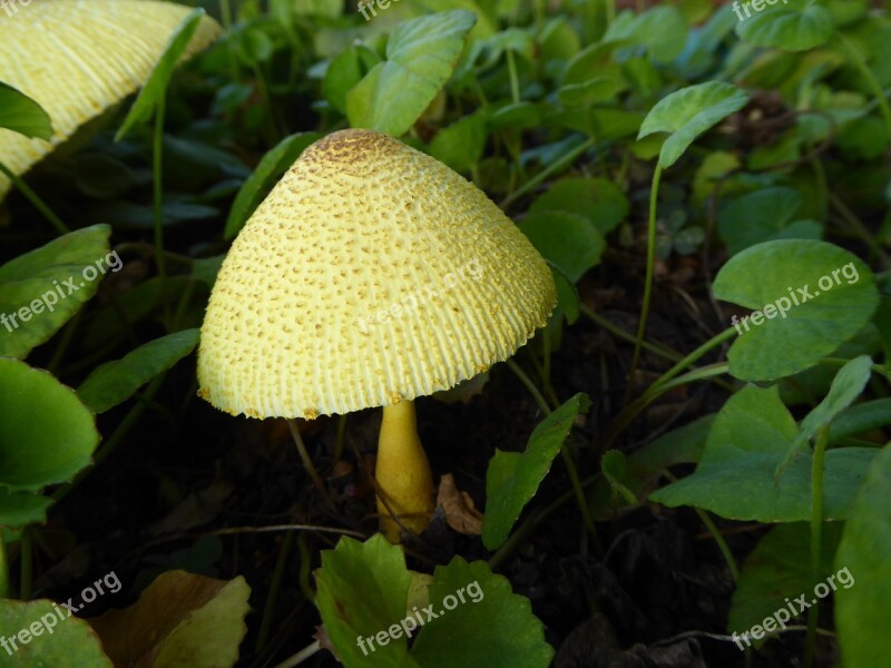 Fungi Yellow Mushroom Cap Fungus