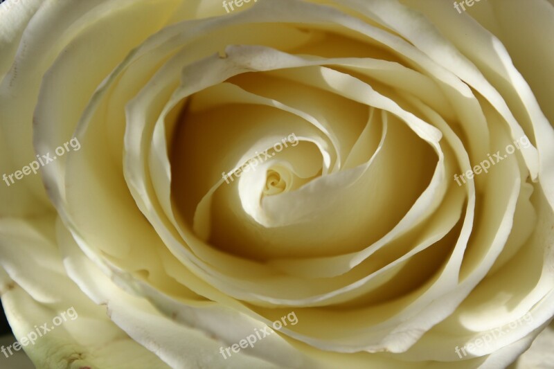 White Rose Blossom Bloom Flower Tender