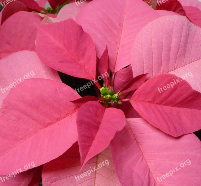 Christmas Flower Xmas December Poinsettia Flower