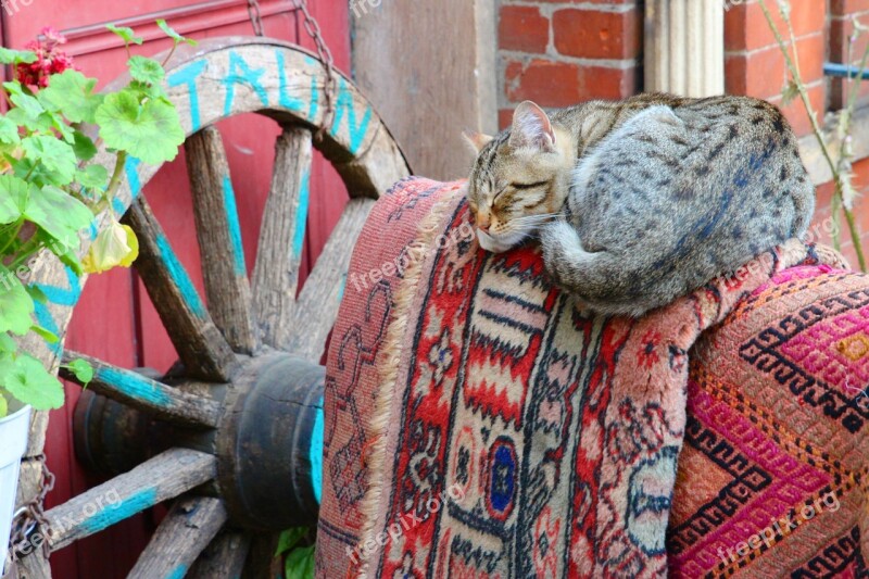 Cat Carpet Wheel Wood Cart