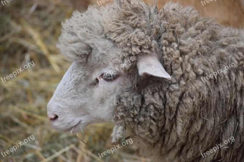 Sheep Animal Lana Muzzle Lombardy