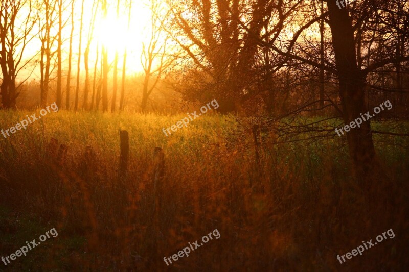 Sun Evening Light Abendstimmung Sunset Meadow