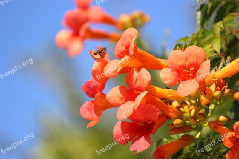 Honey Bee Flowers Flora Bee Honey