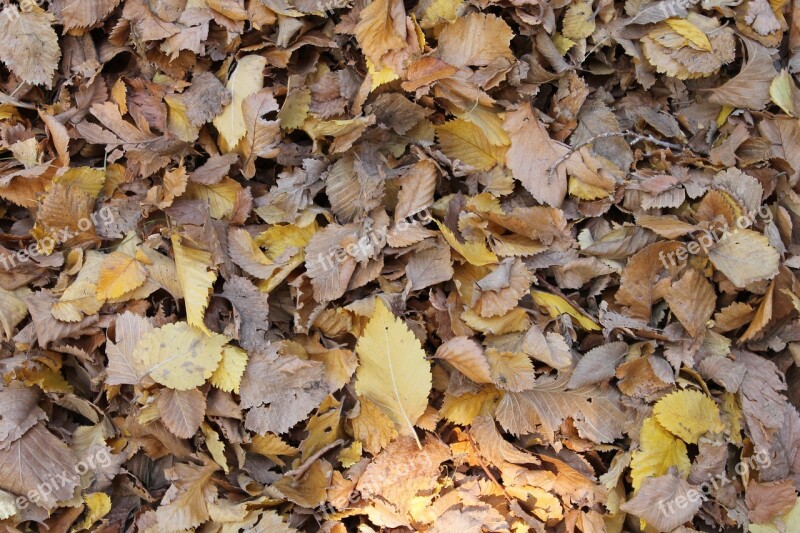 Leaves Background Fall Fall Background Autumn