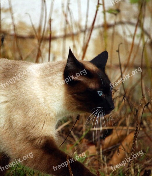 Cat Siamese Cat Breed Cat Mieze Cat's Eyes