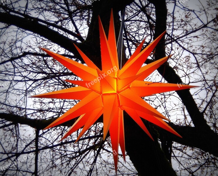 Christmas Poinsettia Advent Shining Orange