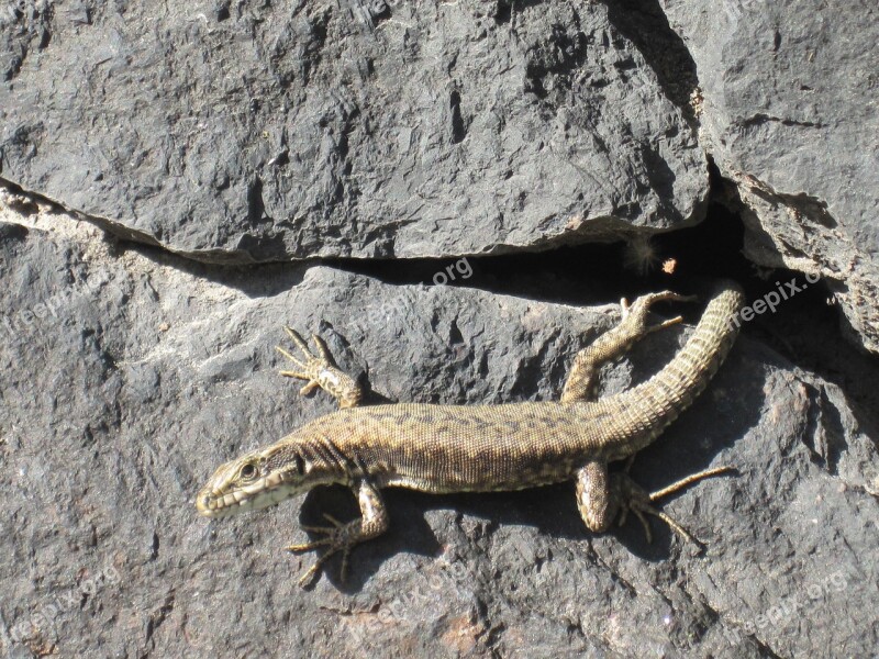 Lizard Animal View Reptile Wall