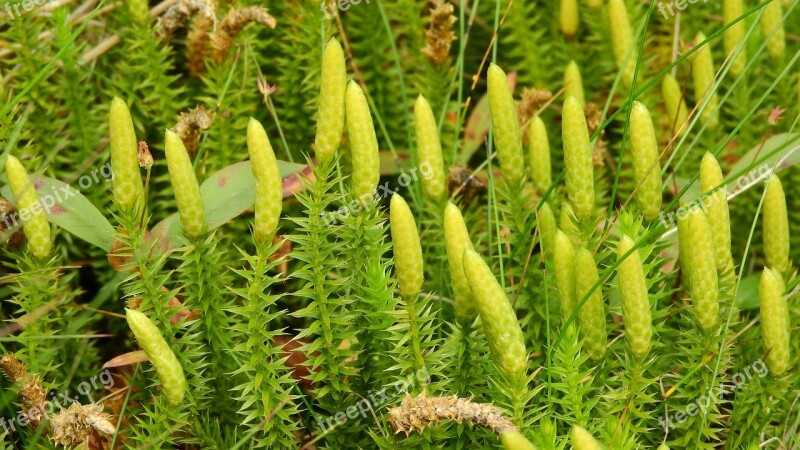 Lycopodium Annotinum Lycopodium Clubmoss Cluster Sweden