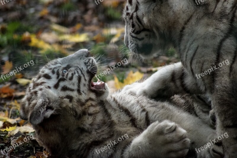 Tiger White Cub Play Wild