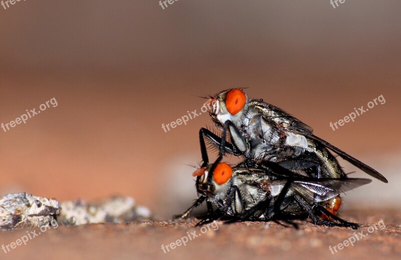 Macros Flies Insects Free Photos