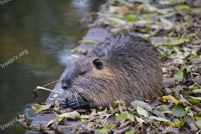 Water Rat Nutria Animal Water Rodent