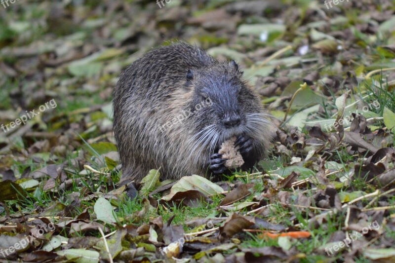 Water Rat Nutria Animal Water Rodent